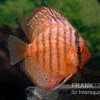 Diskusfisch ASIA-NZ, Symphysodon Discus Super Turquoise (Purple Turquoise) 1 Diskusfisch ASIA-NZ, Symphysodon Discus Super Turquoise (Purple Turquoise) -Heimtierbedarf Diskusfisch Symphysodon aequifasciatus 14 Purple Turquoise 7