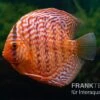 Diskusfisch ASIA-NZ, Symphysodon Discus Red Tiger -Heimtierbedarf Diskusfisch Symphysodon aequifasciatus 17 Red Tiger 5