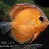 Diskusfisch ASIA-NZ, Symphysodon Discus Rose Red -Heimtierbedarf Diskusfisch Symphysodon aequifasciatus 18 Rose Red