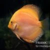 Diskusfisch ASIA-NZ, Symphysodon Discus Yellow & White Daimond -Heimtierbedarf Diskusfisch Symphysodon aequifasciatus 20 Yellow white Diamond