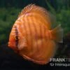 Diskusfisch ASIA-NZ, Symphysodon Discus Super Red Brown 2 Diskusfisch ASIA-NZ, Symphysodon Discus Super Red Brown -Heimtierbedarf Diskusfisch Symphysodon aequifasciatus 24 Super red brown 10