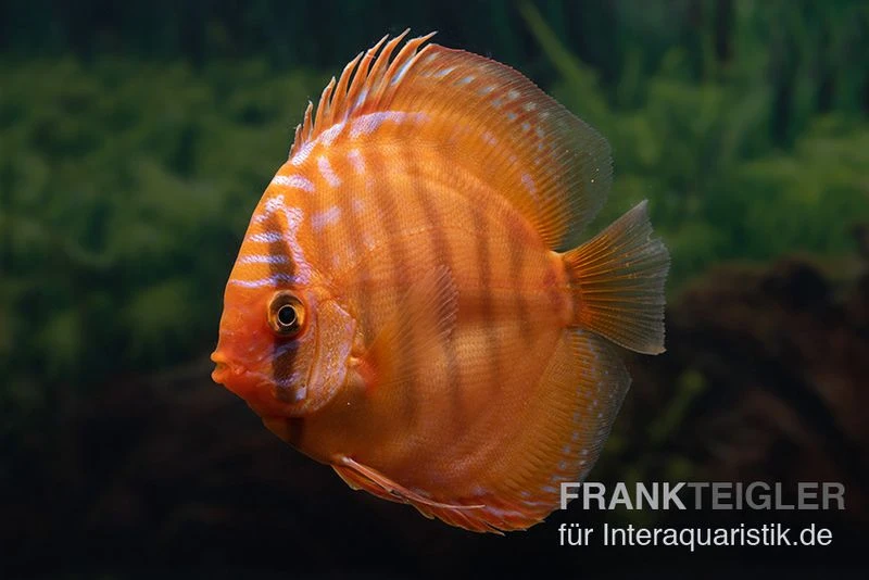 Diskusfisch ASIA-NZ, Symphysodon Discus Super Red Brown 3 Diskusfisch ASIA-NZ, Symphysodon Discus Super Red Brown