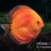Diskusfisch ASIA-NZ, Symphysodon Discus Super Red Pigeon Blood -Heimtierbedarf Diskusfisch Symphysodon aequifasciatus 25 Super red pigeon blood 2