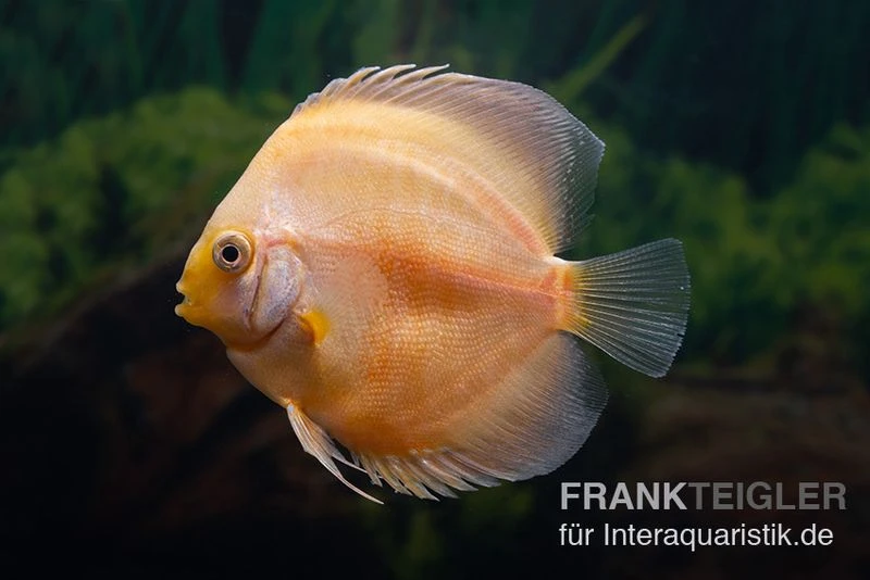 Diskusfisch ASIA-NZ, Symphysodon Discus Golden Panda 3 Diskusfisch ASIA-NZ, Symphysodon Discus Golden Panda