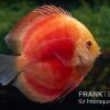 Diskusfisch ASIA-NZ, Symphysodon Discus Red Ruby -Heimtierbedarf Diskusfisch Symphysodon aequifasciatus 27 Red Ruby 5