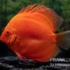 Diskusfisch ASIA-NZ, Symphysodon Discus Super Red -Heimtierbedarf Diskusfisch Symphysodon aequifasciatus 30 Super Red 3