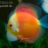 Diskusfisch ASIA-NZ, Symphysodon Discus Red Doll (Red Melon) -Heimtierbedarf Diskusfisch Symphysodon discus Red Melon