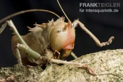 Drachenkopfschrecke, Eumegalodon Spec. -Heimtierbedarf Drachenkopfschrecke Eumegalodon spec 2