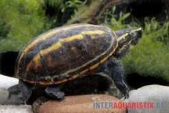 Dreistreifen-Klappschildkröte, Kinosternon Baurii