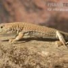 Dumérils Fransenfingereidechse, Acanthodactylus Scutellatus -Heimtierbedarf Dumerils Fransenfingereidechse Acanthodactylus scutellatus 1