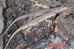 Dumérils Fransenfingereidechse, Acanthodactylus Scutellatus -Heimtierbedarf Dumerils Fransenfingereidechse Acanthodactylus scutellatus 3