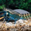 Dunkelblauer Krebs Variante II, Cherax Sp. "Blue Moon Type II" -Heimtierbedarf Dunkelblauer Krebs Variante II Cherax sp Blue Moon Type II 1