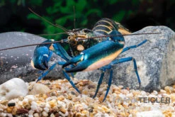 Dunkelblauer Krebs Variante II, Cherax Sp. "Blue Moon Type II" -Heimtierbedarf Dunkelblauer Krebs Variante II Cherax sp Blue Moon Type II 2