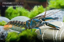 Dunkelblauer Krebs Variante II, Cherax Sp. "Blue Moon Type II" -Heimtierbedarf Dunkelblauer Krebs Variante II Cherax sp Blue Moon Type II 5