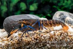 Dunkelblauer Krebs Variante III, Cherax Sp. "Blue Moon Type III" -Heimtierbedarf Dunkelblauer Krebs Variante III Cherax sp Blue Moon Type III 4