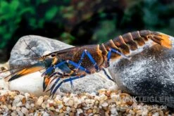 Dunkelblauer Krebs Variante III, Cherax Sp. "Blue Moon Type III" -Heimtierbedarf Dunkelblauer Krebs Variante III Cherax sp Blue Moon Type III 5