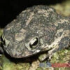 Eichenkröte, Bufo Quercicus -Heimtierbedarf Eichenkroete Bufo quercicus