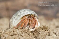 5 Kleine Landeinsiedlerkrebse, Coenobita Spec. -Heimtierbedarf Einsiedlerkrebs 2 1