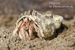 5 Kleine Landeinsiedlerkrebse, Coenobita Spec. -Heimtierbedarf Einsiedlerkrebs 3
