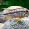Elisabeth’s Zwergbuntbarsch, Apistogramma Elizabethae -Heimtierbedarf Elisabeths Zwergbuntbarsch Apistogramma elizabethae neu
