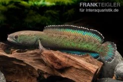 Emerald Green Schlangenkopf, Channa Sp. „Emerald Green“