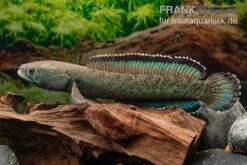 Emerald Green Schlangenkopf, Channa Sp. „Emerald Green“ -Heimtierbedarf Emerald Green Schlangenkopf Channa sp Emerald Green 3