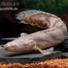 Endlichers Flösselhecht, Polypterus Endlicherii, NZ 2 Endlichers Flösselhecht, Polypterus Endlicherii, NZ -Heimtierbedarf Endlichers Floesselhecht Polypterus endlicherii 1