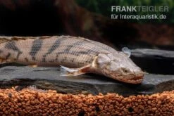 Endlichers Flösselhecht, Polypterus Endlicherii, NZ -Heimtierbedarf Endlichers Floesselhecht Polypterus endlicherii 5