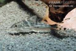 Engel-Antennenwels, Pimelodus Pictus -Heimtierbedarf Engel Antennenwels Pimelodus pictus neu 2