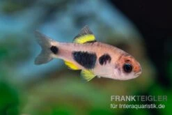Schmetterlingsbarbe, Barbus Hulstaerti (Minifisch), 5 Stück -Heimtierbedarf Enteromius hulstaerti 14