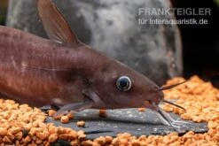 Equinus-Korallenwels, Neosilurus Equinus 16 Equinus-Korallenwels, Neosilurus Equinus -Heimtierbedarf Equinus Korallenwels Neosilurus equinus 6