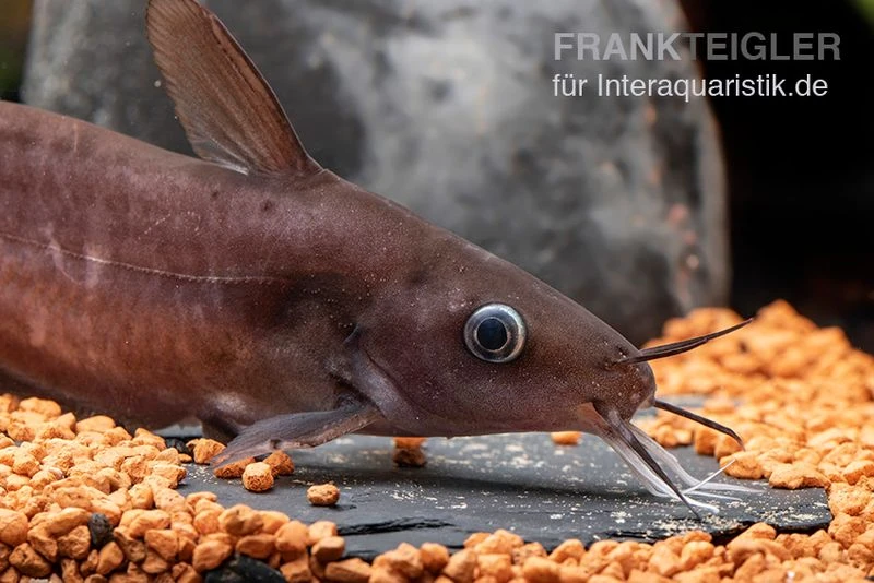 Equinus-Korallenwels, Neosilurus Equinus 8 Equinus-Korallenwels, Neosilurus Equinus – Bild 6