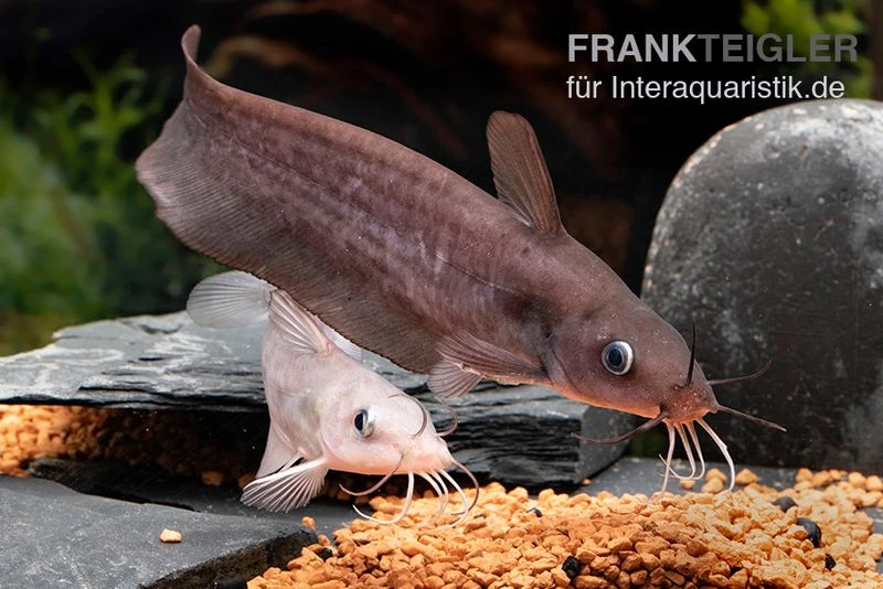Equinus-Korallenwels, Neosilurus Equinus 9 Equinus-Korallenwels, Neosilurus Equinus – Bild 7