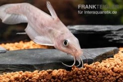 Equinus-Korallenwels, Neosilurus Equinus 18 Equinus-Korallenwels, Neosilurus Equinus -Heimtierbedarf Equinus Korallenwels Neosilurus equinus 8