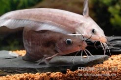 Equinus-Korallenwels, Neosilurus Equinus 19 Equinus-Korallenwels, Neosilurus Equinus -Heimtierbedarf Equinus Korallenwels Neosilurus equinus 9