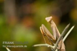 Europäische Gottesanbeterin, Mantis Religiosa -Heimtierbedarf Europaeische Gottesanbeterin Mantis religiosa