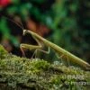 Europäische Gottesanbeterin, Mantis Religiosa -Heimtierbedarf Europaeische Gottesanbeterin Mantis religiosa neu 1