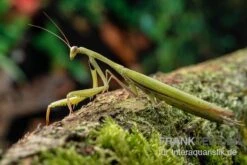 Europäische Gottesanbeterin, Mantis Religiosa -Heimtierbedarf Europaeische Gottesanbeterin Mantis religiosa neu 2