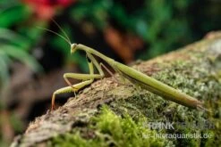 Europäische Gottesanbeterin, Mantis Religiosa -Heimtierbedarf Europaeische Gottesanbeterin Mantis religiosa neu 3