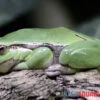 Europäischer Laubfrosch, Hyla Arborea -Heimtierbedarf Europaeischer Laubfrosch Hyla arborea