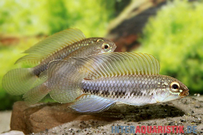Fadenflossen-Zwergbuntbarsch, Apistogramma Iniridae, Paarweise 4 Fadenflossen-Zwergbuntbarsch, Apistogramma Iniridae, Paarweise – Bild 2