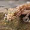 Fächerfingergecko, Ptyodactylus Ragazzi -Heimtierbedarf Faecherfingergecko Ptyodactylus ragazzi 1