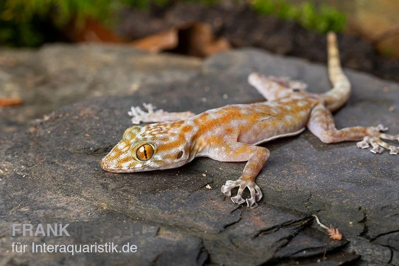 Fächerfingergecko, Ptyodactylus Ragazzi 4 Fächerfingergecko, Ptyodactylus Ragazzi – Bild 2