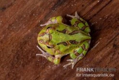 Fantasy Pacman Frog Grün, Ceratophrys Cornuta X Ceratophrys Cranwelli -Heimtierbedarf Fantasy Pacman Frog gruen C cornuta x C cranwelli 03