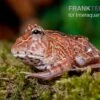 Fantasy Pacman Frog Rot, Ceratophrys Cornuta X Ceratophrys Cranwelli -Heimtierbedarf Fantasy Pacman Frog rot C cornuta x C cranwelli 01