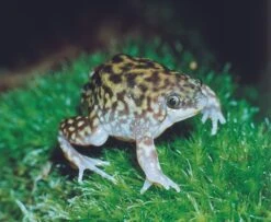 Ferkelfrosch, Hemisus Marmoratus -Heimtierbedarf Ferkelfrosch Hemisus marmoratus