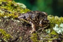 Ferkelfrosch, Hemisus Marmoratus