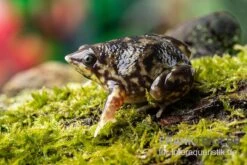 Ferkelfrosch, Hemisus Marmoratus -Heimtierbedarf Ferkelfrosch Hemisus marmoratus neu 3