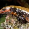 Feuerskink, Riopa Fernandi -Heimtierbedarf Feuerskink Riopa fernandi