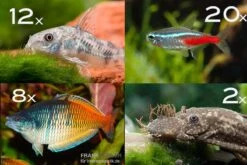 Zierfisch-Sortiment Einsteiger Für 120 Cm